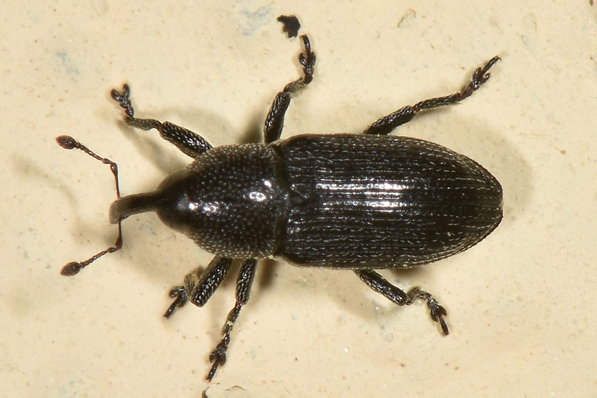 Curculionidae: Limnobaris sp.?  S, Limnobaris dolorosa